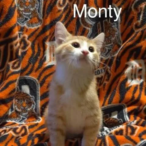 Monty thumbnail 3