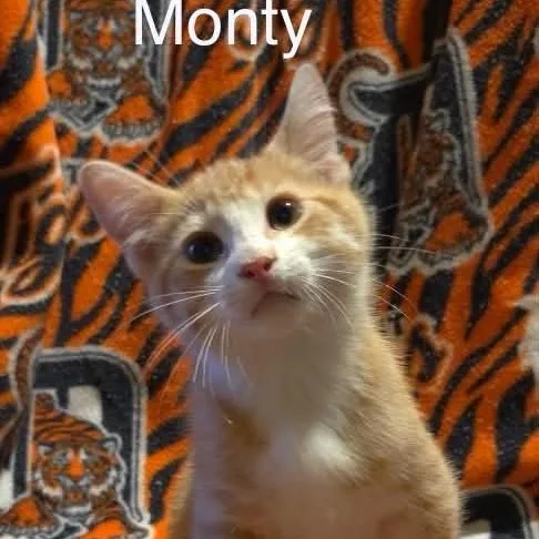 Monty thumbnail 4