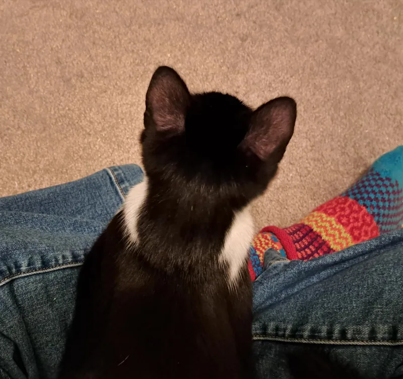 A baby medium-sized male Black & White / Tuxedo Domestic Short Hair cat named Hercule Poirot for adoption in Springfield, OR