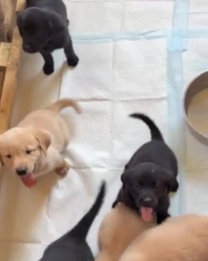 Puppy thumbnail 2