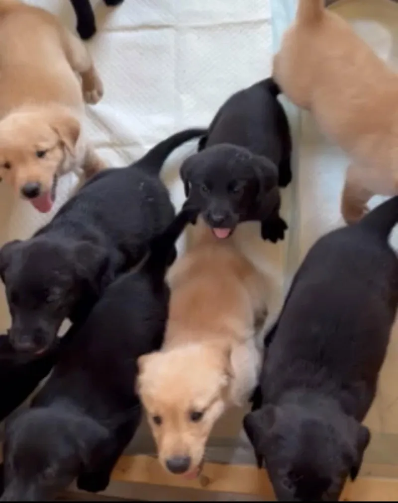 Puppy thumbnail 3