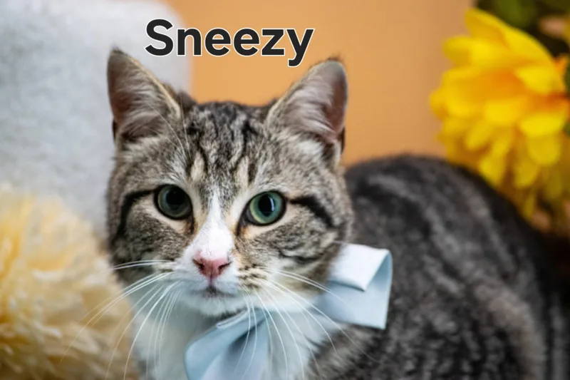 A young medium-sized male Tabby (Brown / Chocolate) Domestic Short Hair cat named Sneezy for adoption in Sevierville, TN