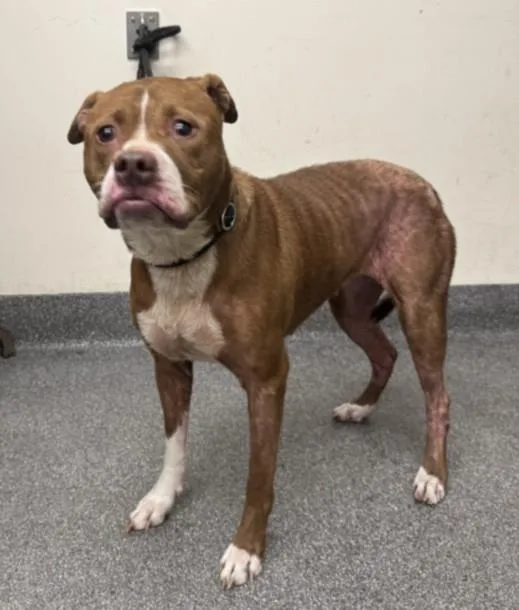 An adult large-sized female Pit Bull Terrier dog named Louis for adoption in Los Angeles, CA