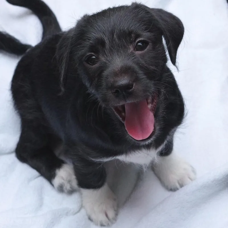 A baby small-sized male Black Terrier dog named Puppy Neptune for adoption in Miami, FL