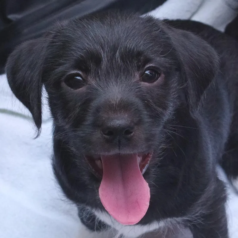 Puppy Neptune thumbnail 2