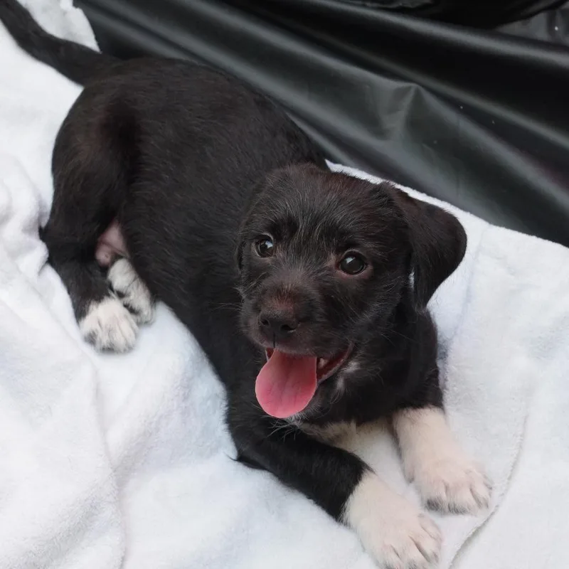 Puppy Neptune thumbnail 3