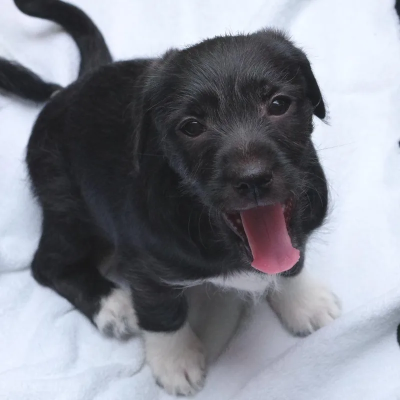 Puppy Neptune thumbnail 4