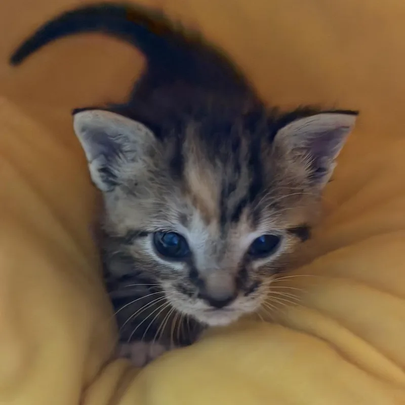 A baby small-sized female Brown / Chocolate Domestic Short Hair cat named Prada for adoption in Pensacola, FL