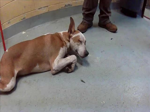 A young large-sized male Australian Cattle Dog / Blue Heeler dog named Alfalfa for adoption in Tulsa, OK