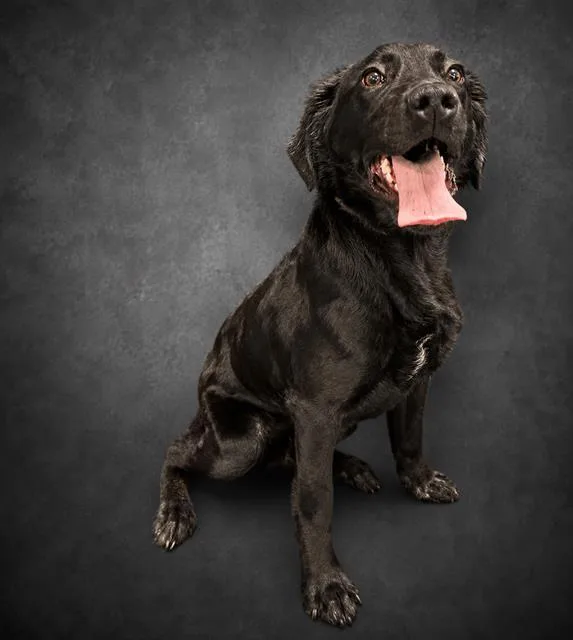 A young medium-sized male Labrador Retriever dog named Levi for adoption in Winter Haven, FL