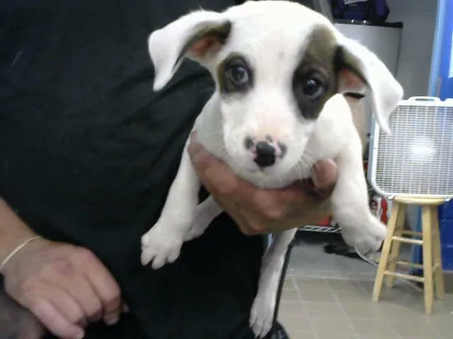 A baby small-sized female Australian Cattle Dog / Blue Heeler dog named Sun for adoption in Albuquerque, NM