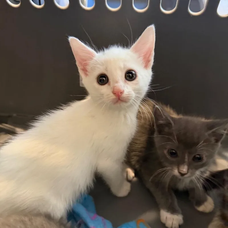 A baby small-sized female White Domestic Short Hair cat named Melody for adoption in Missouri City, TX