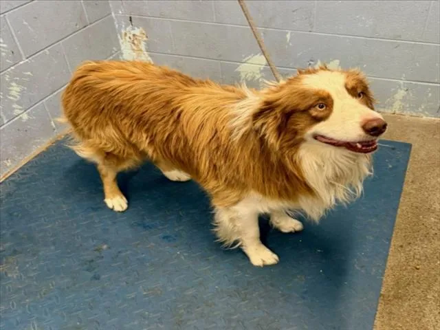 An adult medium-sized male Border Collie dog named Reeses for adoption in Woodland, CA