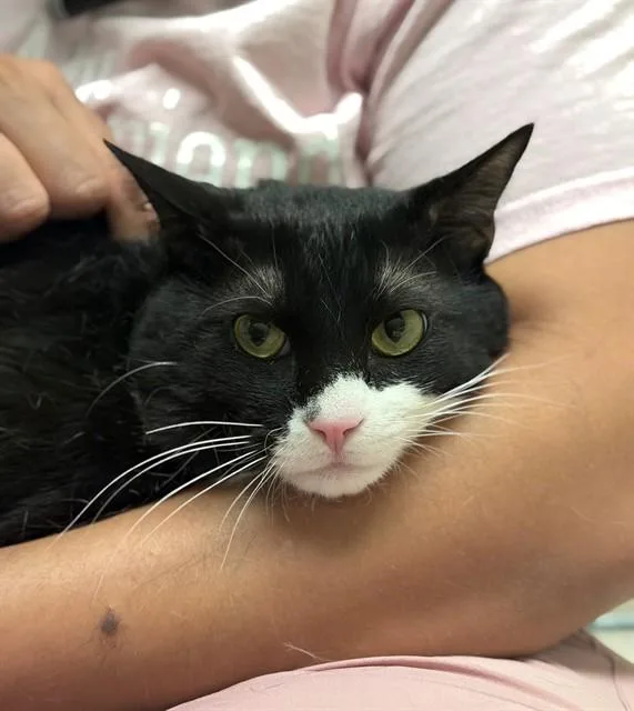 A young small-sized male American Shorthair cat named Dandelion for adoption in Brighton, CO