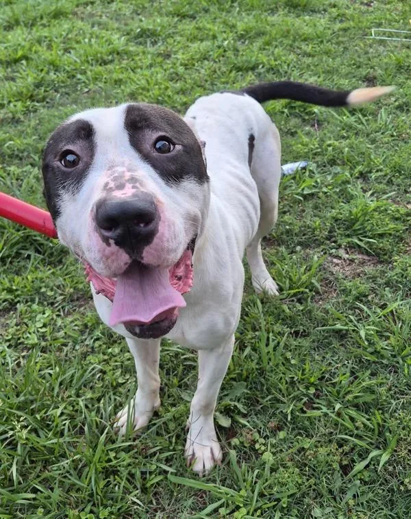 A young large-sized male Pit Bull Terrier dog named Pen C Maxwell for adoption in Lawrenceville, GA