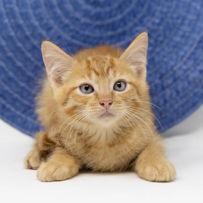 A baby medium-sized male Tabby (Orange / Red) Tabby cat named Butterscotch for adoption in Trophy Club, TX