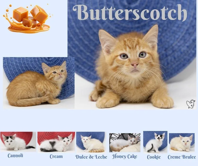 Butterscotch thumbnail 2