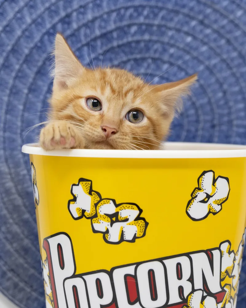 Butterscotch thumbnail 4