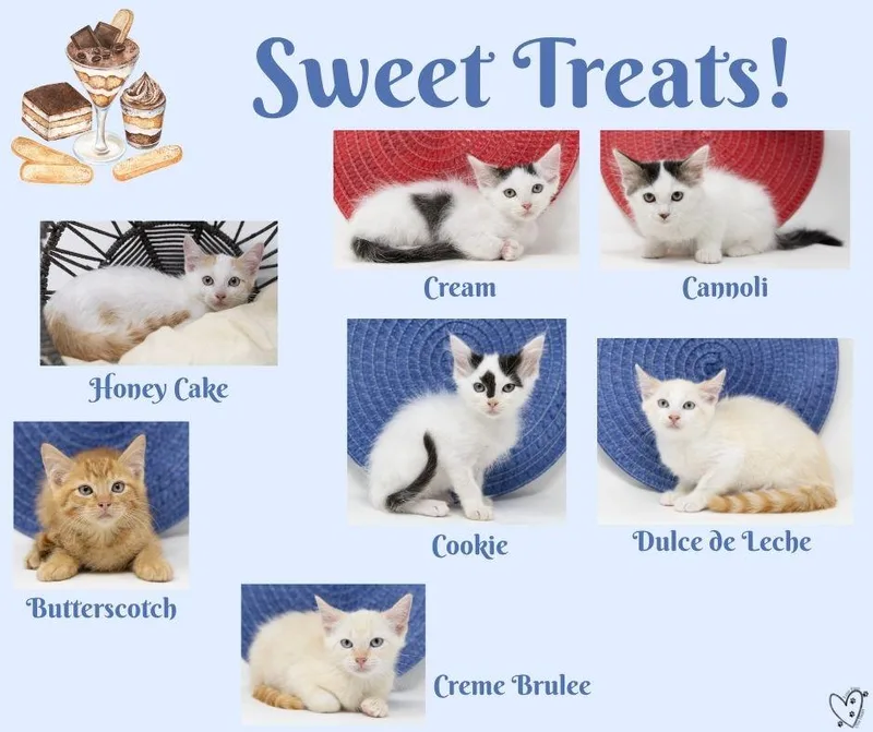 Butterscotch thumbnail 5
