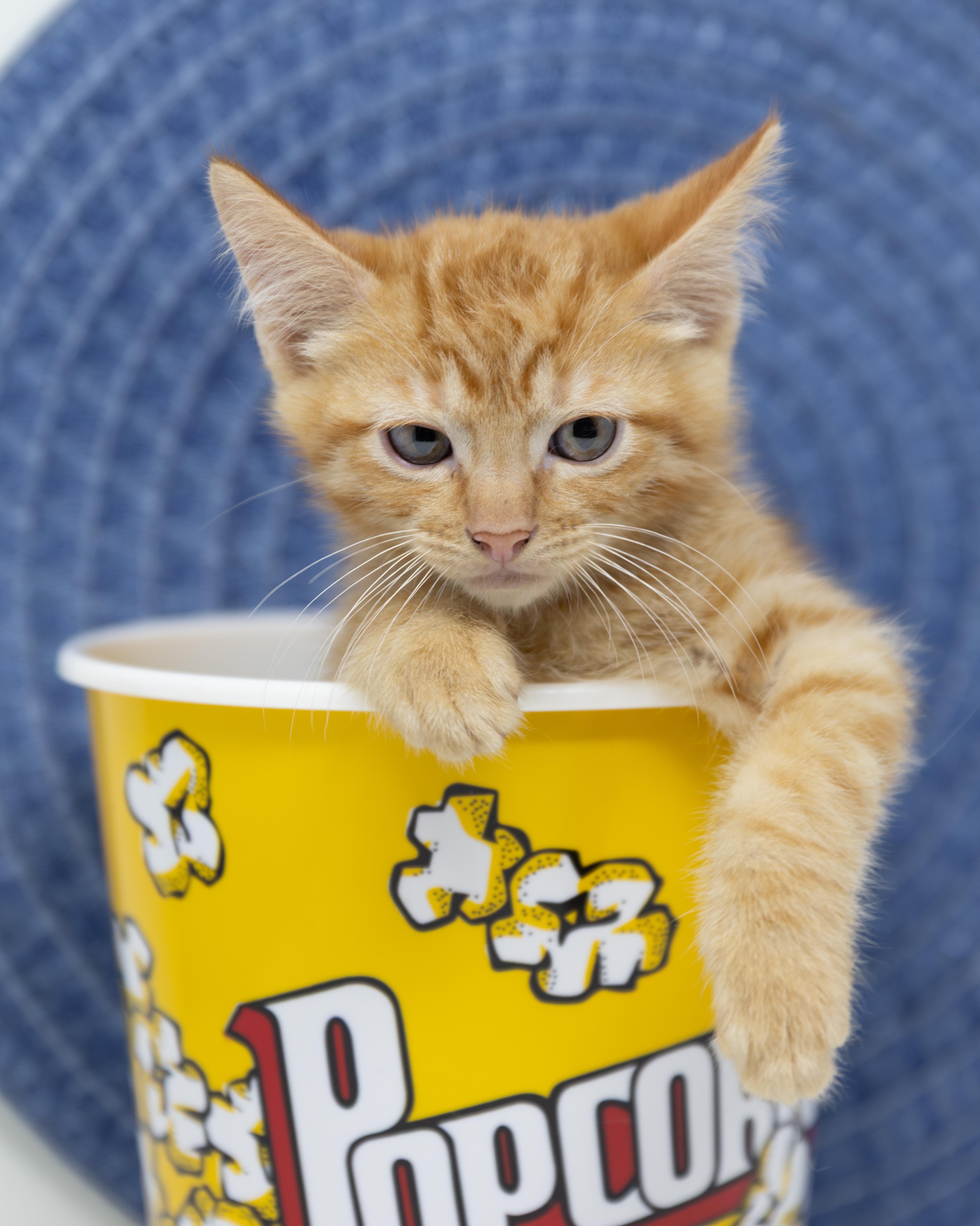 Butterscotch thumbnail 6