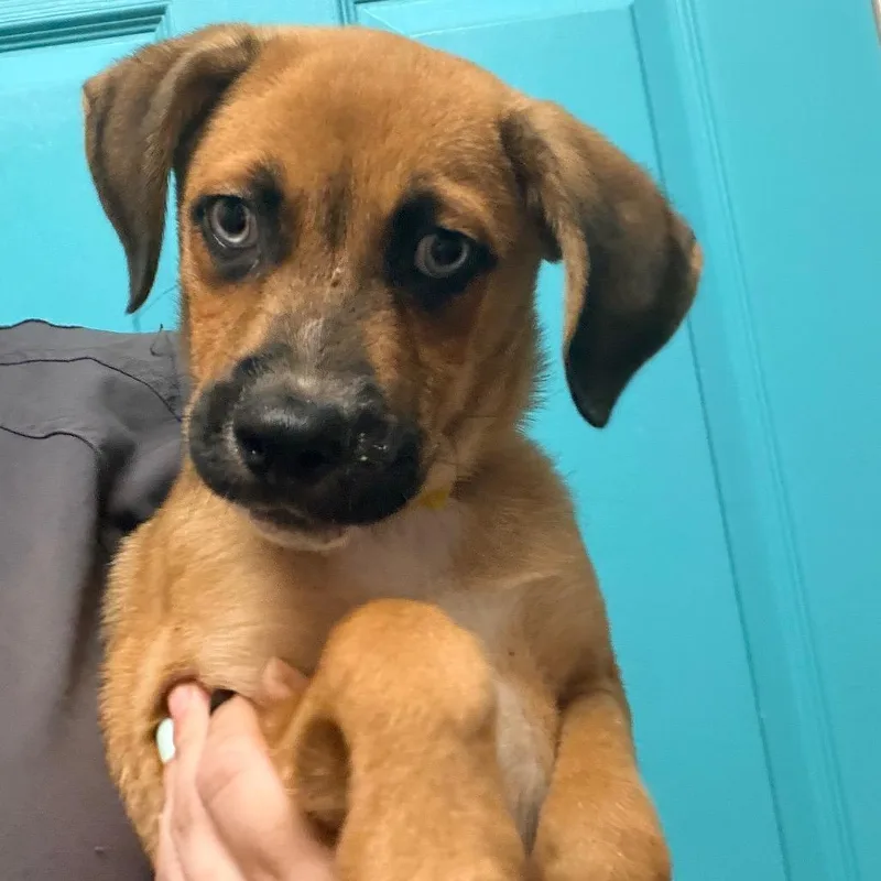 A baby small-sized male Brown / Chocolate Husky dog named Porter for adoption in Columbus, GA