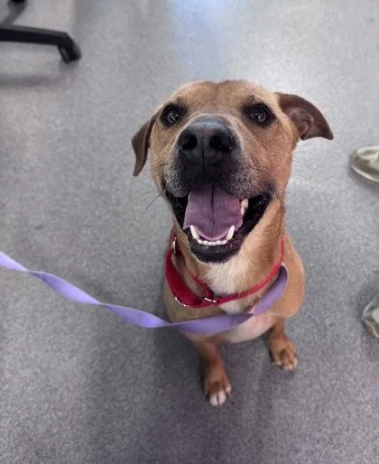 An adult medium-sized male Mixed Breed dog named Rell for adoption in West Chester, PA