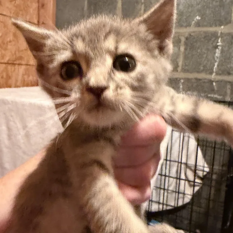 A baby medium-sized female Domestic Short Hair cat named Julia Ready Soon for adoption in Clifton, NJ