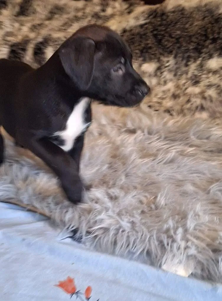 A young medium-sized female Labrador Retriever dog named Varda for adoption in Spring, TX