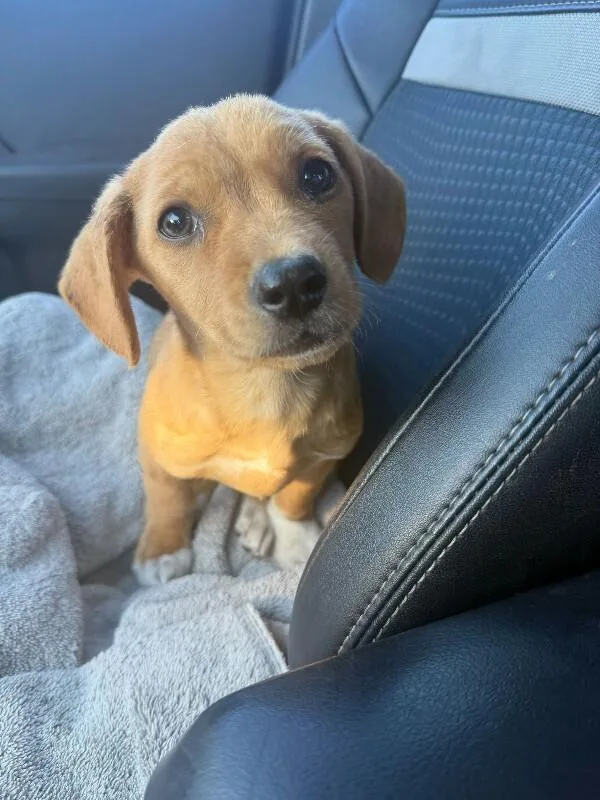 A young small-sized female Mixed Breed dog named Lucy for adoption in Manhattan Beach, CA