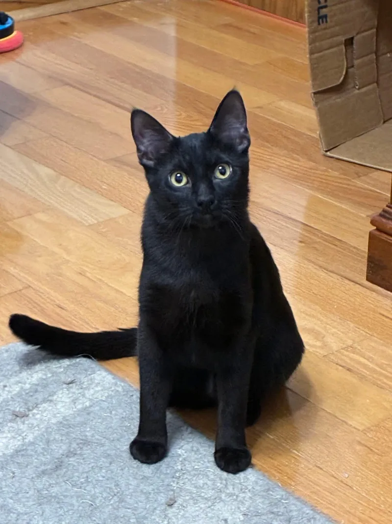 Orville & Wilbur thumbnail 2