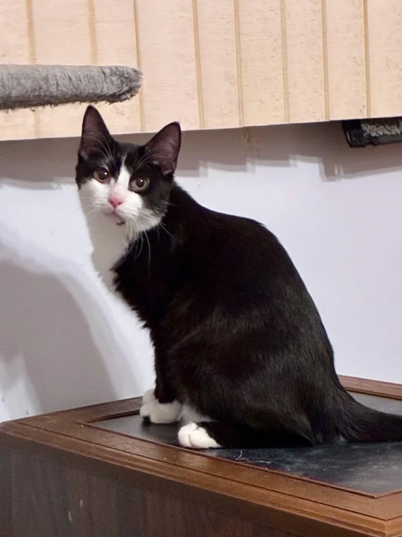 Orville & Wilbur thumbnail 3