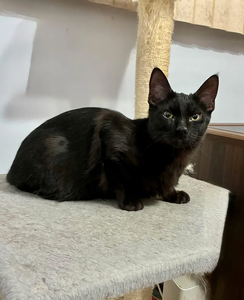 Orville & Wilbur thumbnail 4