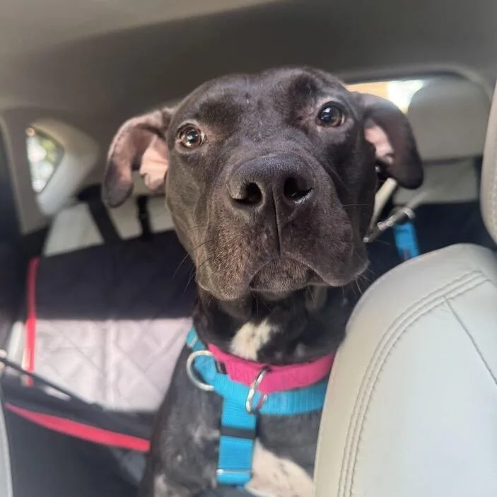 An adult medium-sized male Black Mixed Breed dog named New Moon for adoption in Jersey City, NJ