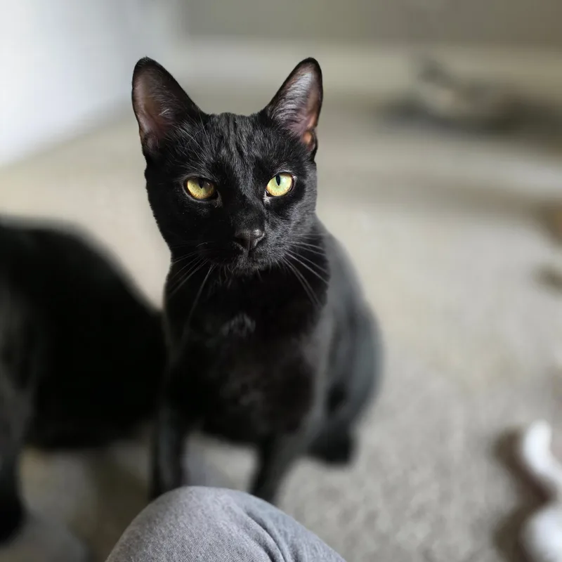 An adult large-sized male Black Domestic Short Hair cat named Ck for adoption in Greensboro, NC