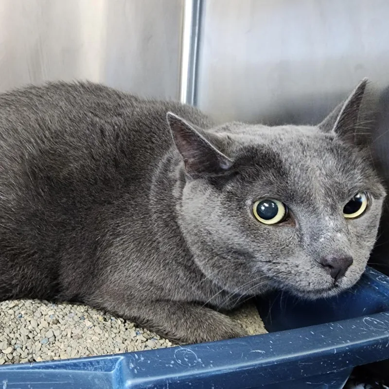 A senior large-sized female Gray / Blue / Silver Domestic Short Hair cat named Mj for adoption in Dixon, IL