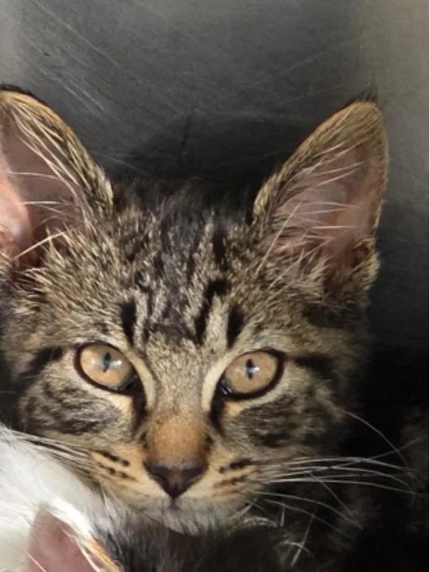 A baby small-sized male Tabby (Brown / Chocolate) Domestic Short Hair cat named Dino for adoption in Marshall, NC