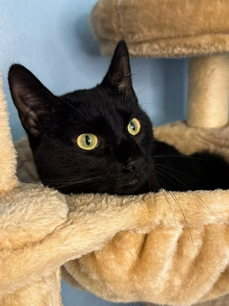 A young medium-sized male Black Domestic Short Hair cat named Pickles for adoption in Sioux Falls, SD