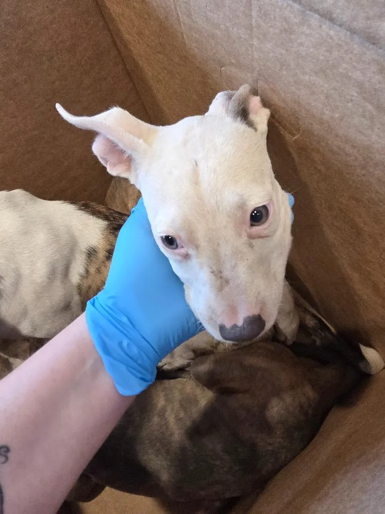 A baby medium-sized male Mixed Breed dog named Nate for adoption in Bossier City, LA