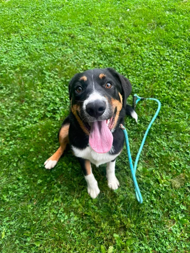 A young medium-sized female Tricolor (Brown, Black, & White) Mixed Breed dog named Eleanor for adoption in Myerstown, PA