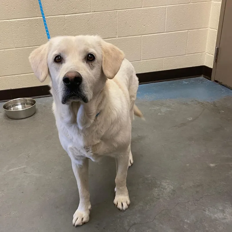 An adult large-sized male White / Cream Mixed Breed dog named Bartholomew for adoption in Memphis, TN