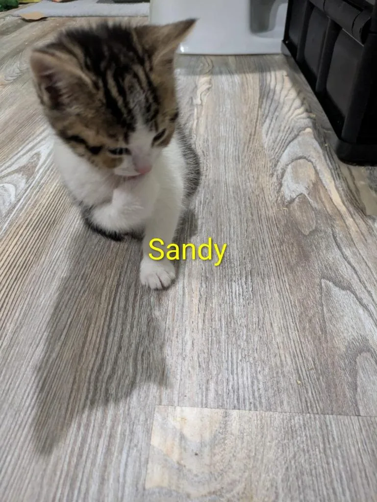 A baby medium-sized female Domestic Short Hair cat named Sandy Olsson for adoption in Parkville, MD