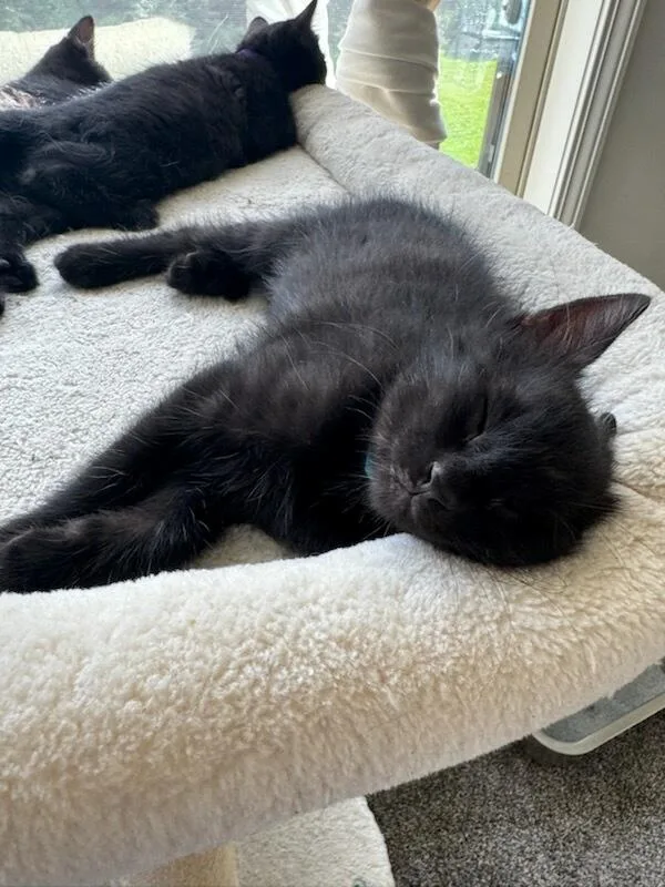 A baby medium-sized male Black Domestic Short Hair cat named Honey Mustard for adoption in Rossville, TN