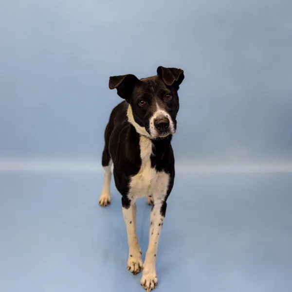 An adult large-sized female Labrador Retriever dog named Ic D Sasha for adoption in Lawrenceville, GA