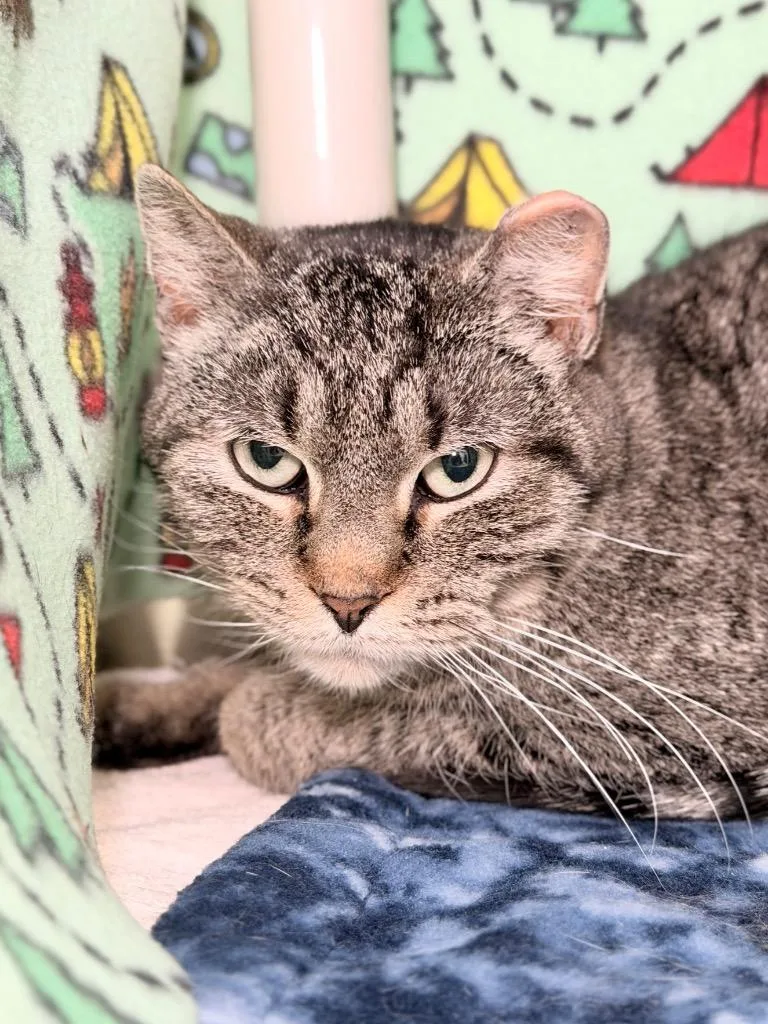 An adult medium-sized female Domestic Short Hair cat named Caramel for adoption in Menomonie, WI