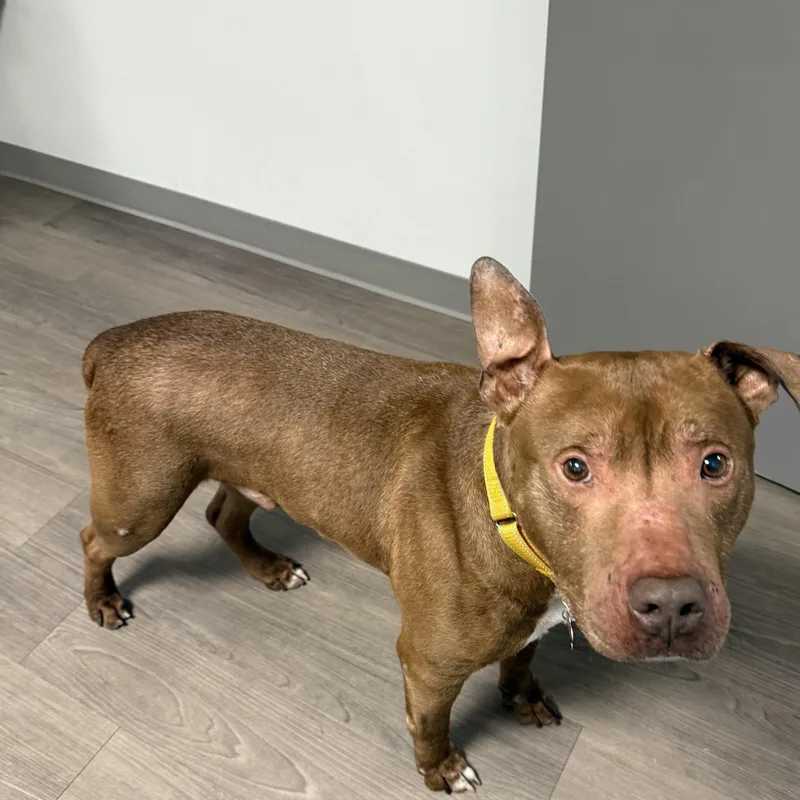 An adult medium-sized male Brown / Chocolate Mixed Breed dog named Canfield for adoption in Detroit, MI