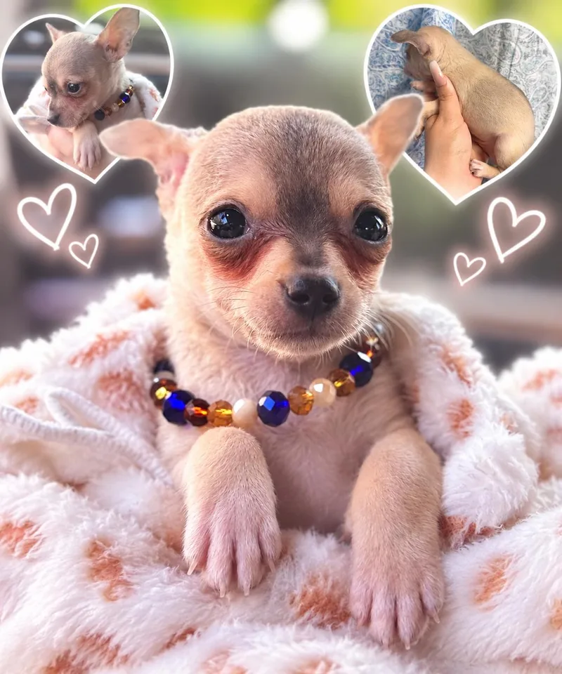 Ronnie thumbnail 2