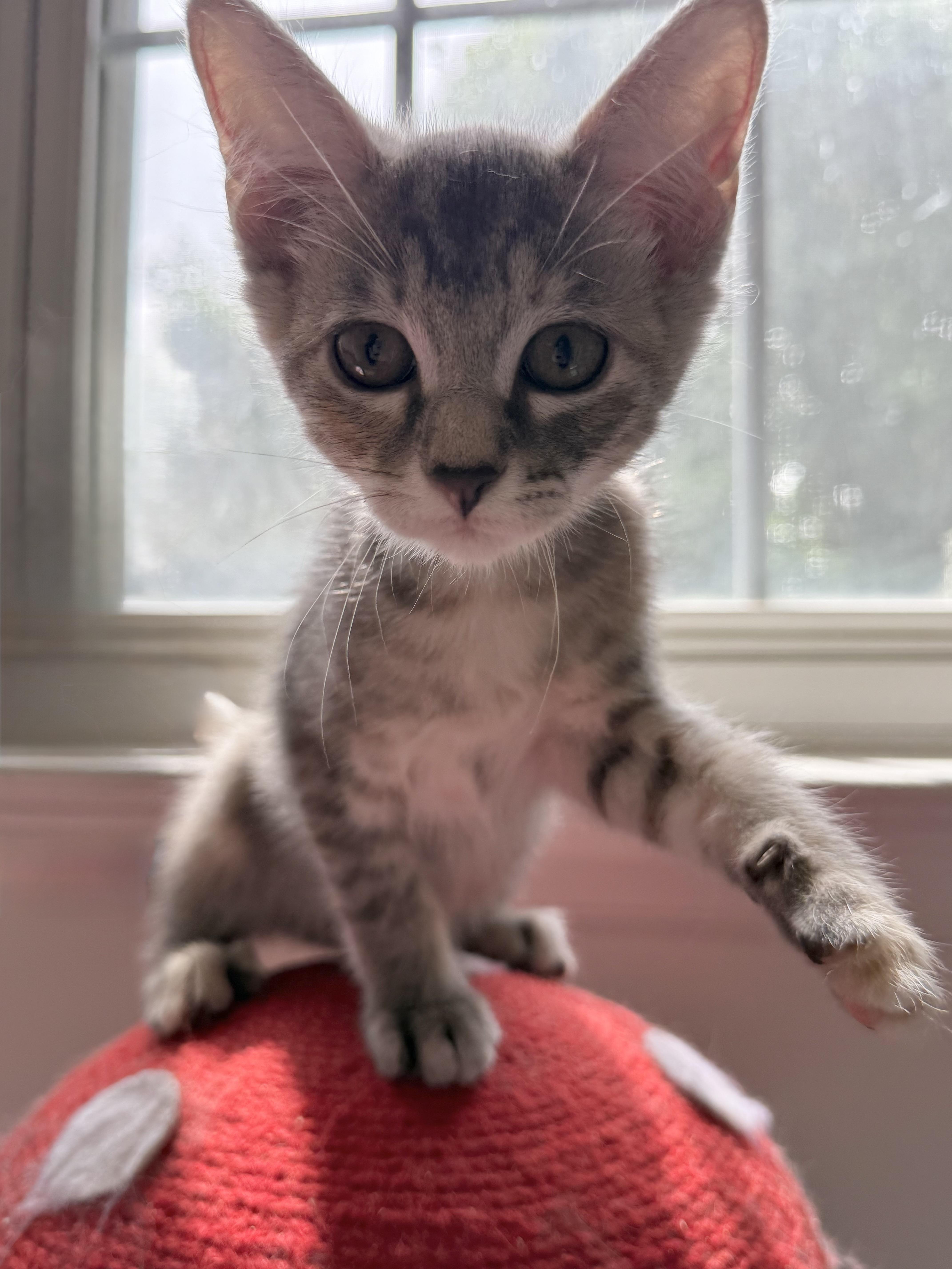 A baby medium-sized female Dilute Calico Domestic Short Hair cat named Lyra for adoption in Greensboro, NC