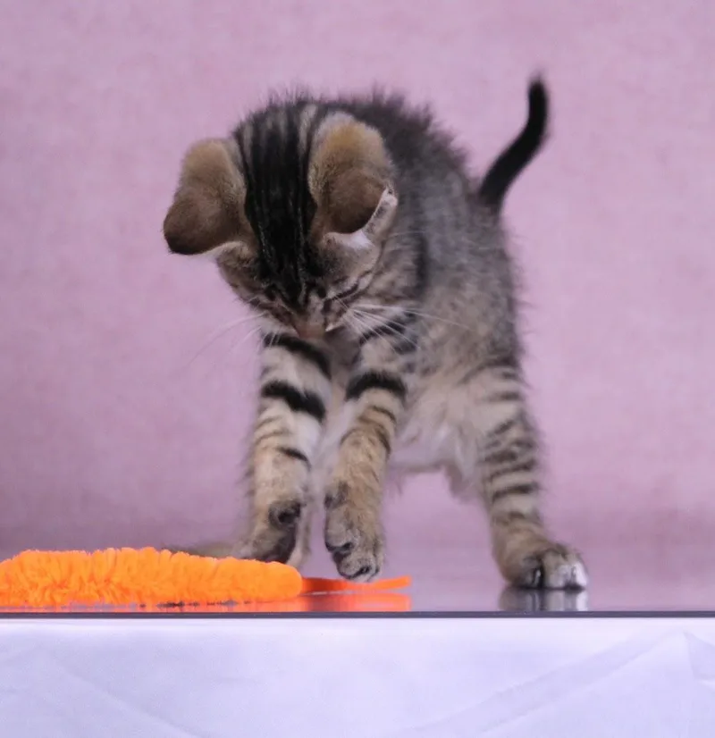 A baby medium-sized male Tabby (Gray / Blue / Silver) Domestic Short Hair cat named Waffle for adoption in Tuscaloosa, AL