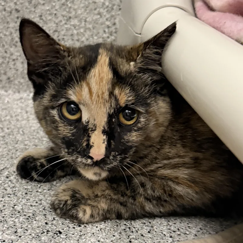 An adult medium-sized male Torbie Domestic Short Hair cat named Cherry Blossom for adoption in Lansing, MI