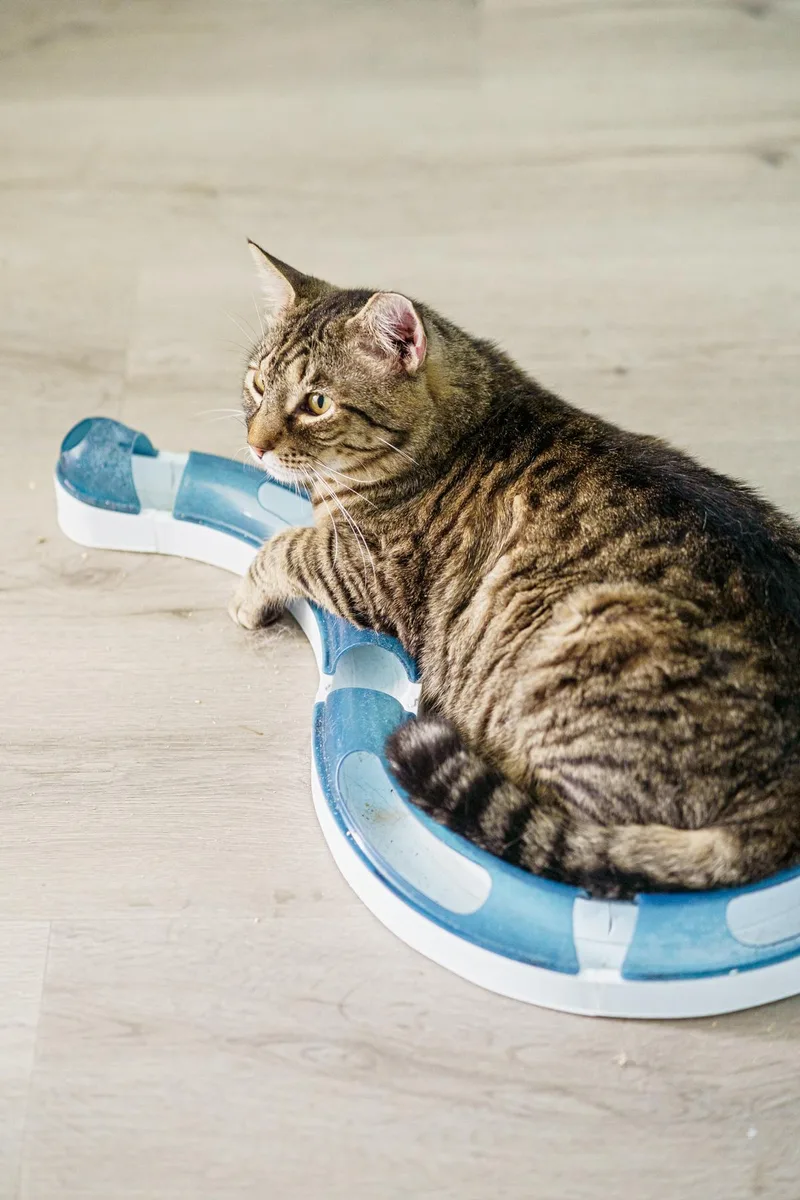 An adult large-sized male Tabby (Brown / Chocolate) Tabby cat named Billy for adoption in LAMPASAS, TX